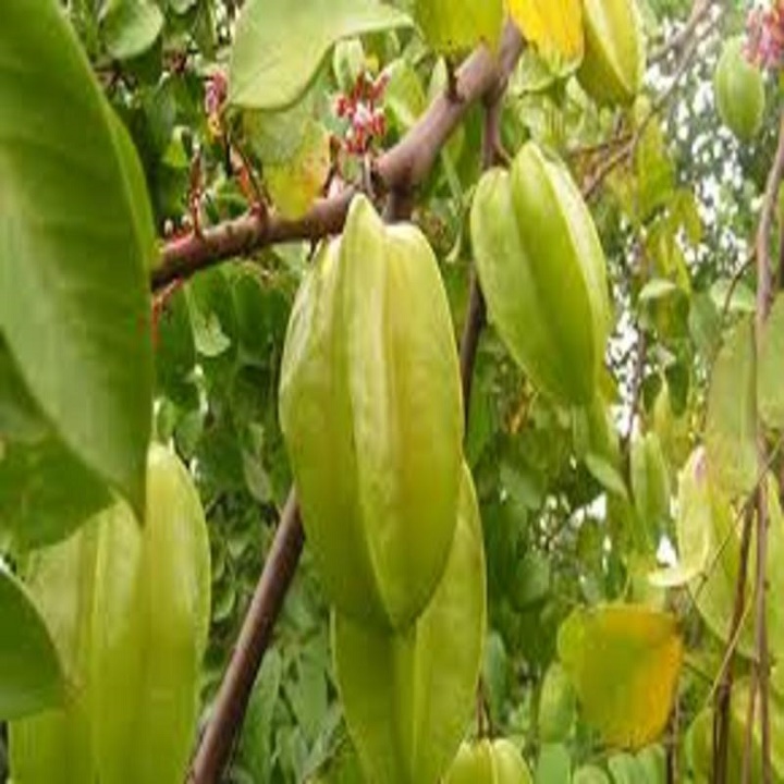 Cây Giống Khế Ngọt Siêu Trái