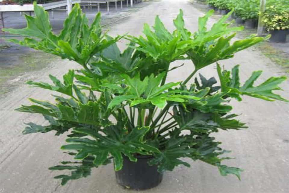 Trầu Bà Thanh Xuân chậu lớn - CayGiongTot
