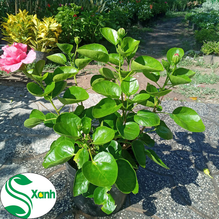 Hoa dâm bụt thái cánh kép, hoa to