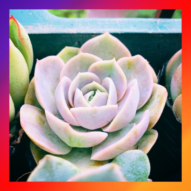 SEN ĐÁ LOLA TÍM SIZE BÉ SIÊU KHỎE ĐẸP LỖI 1 ĐỔI 1