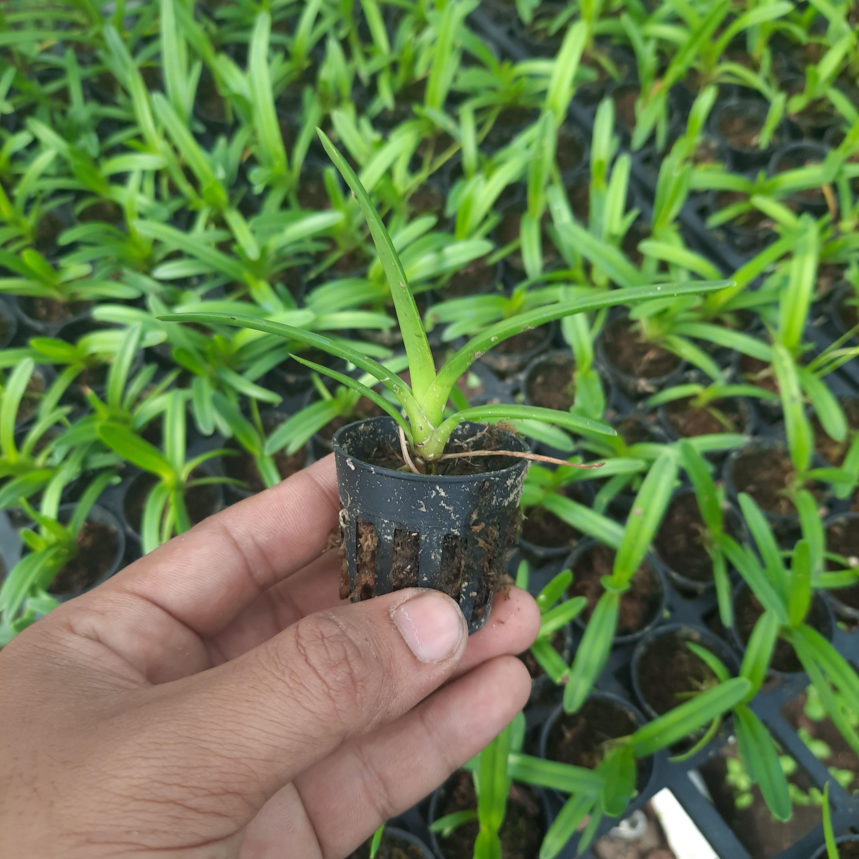 Lan kiếm HOÀNG LONG X PHAN TRÍ