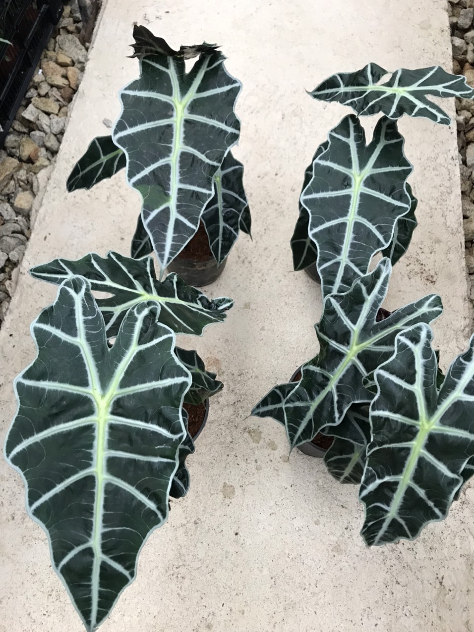 Môn quan âm Alocasia Amazonica (size lá hiện tại từ 20cm trở lên).