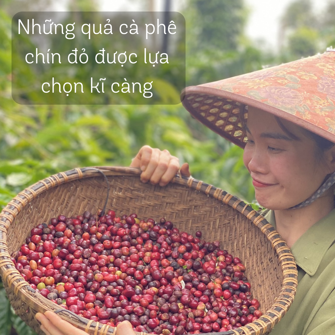[Gói 500g] Cà phê rang xay nguyên chất, cà phê Robusta vị đậm đà mạnh mẽ, cà phê hạt, cà phê pha máy, cà phê pha phin