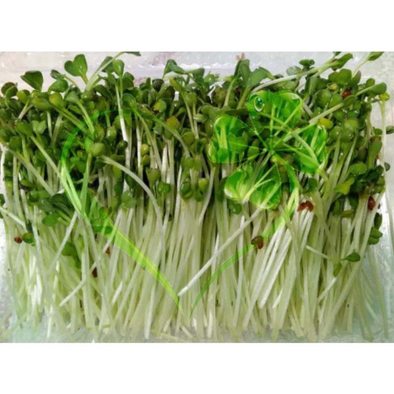 Hạt giống mầm củ cải trắng