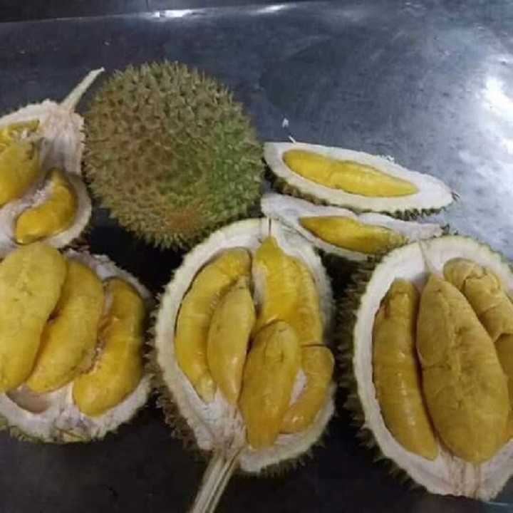 Cây giống sầu riêng Musang King - C99