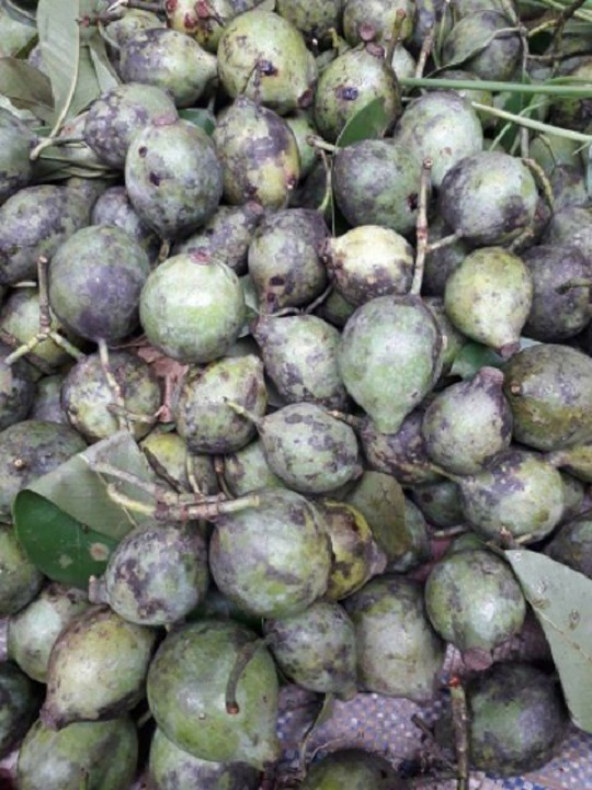 CÂY GIỐNG CÂY QUẢ DỌC NẤU CANH CHUA