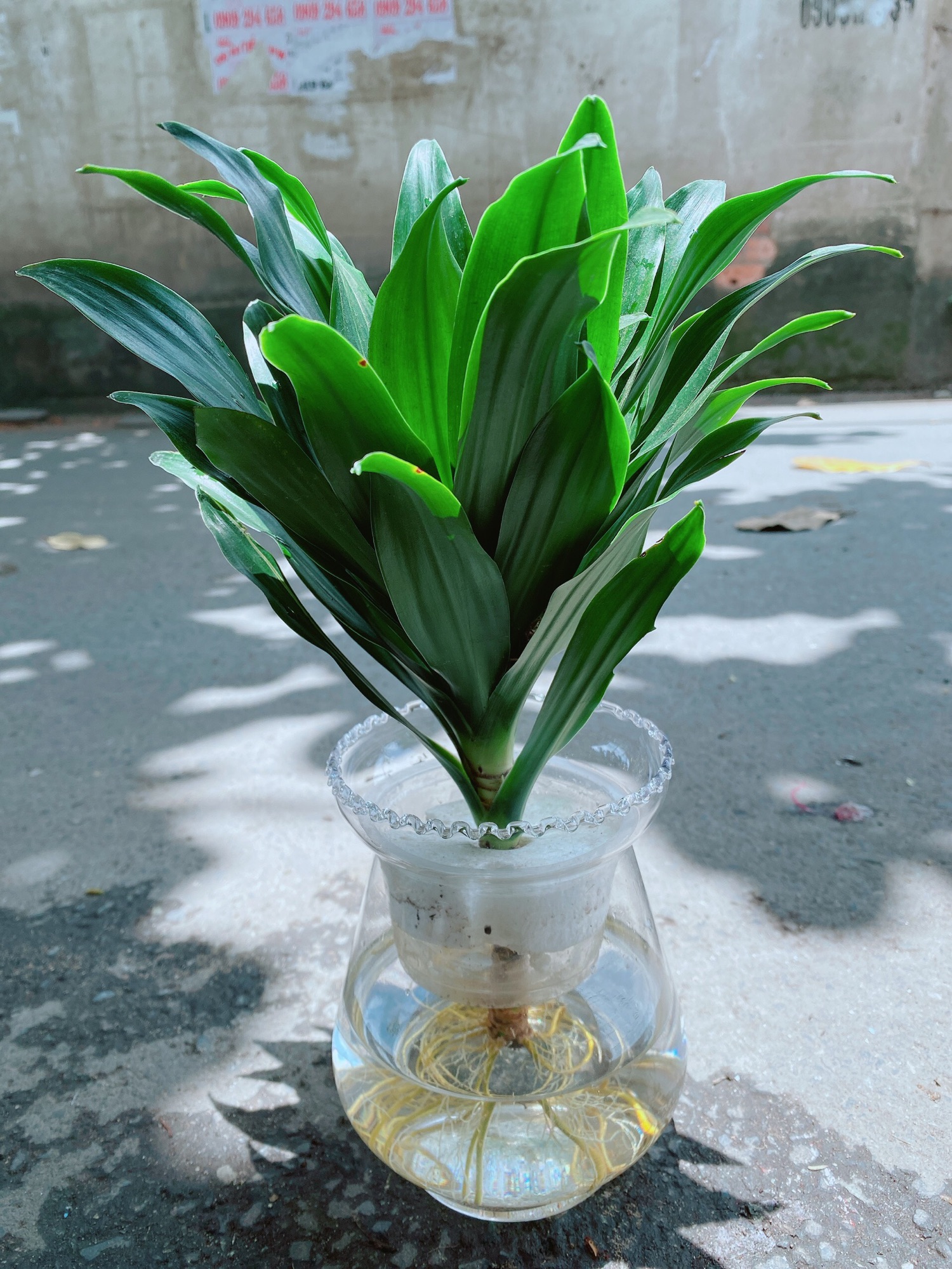 Chậu Cây Phát Tài Thuỷ Sinh