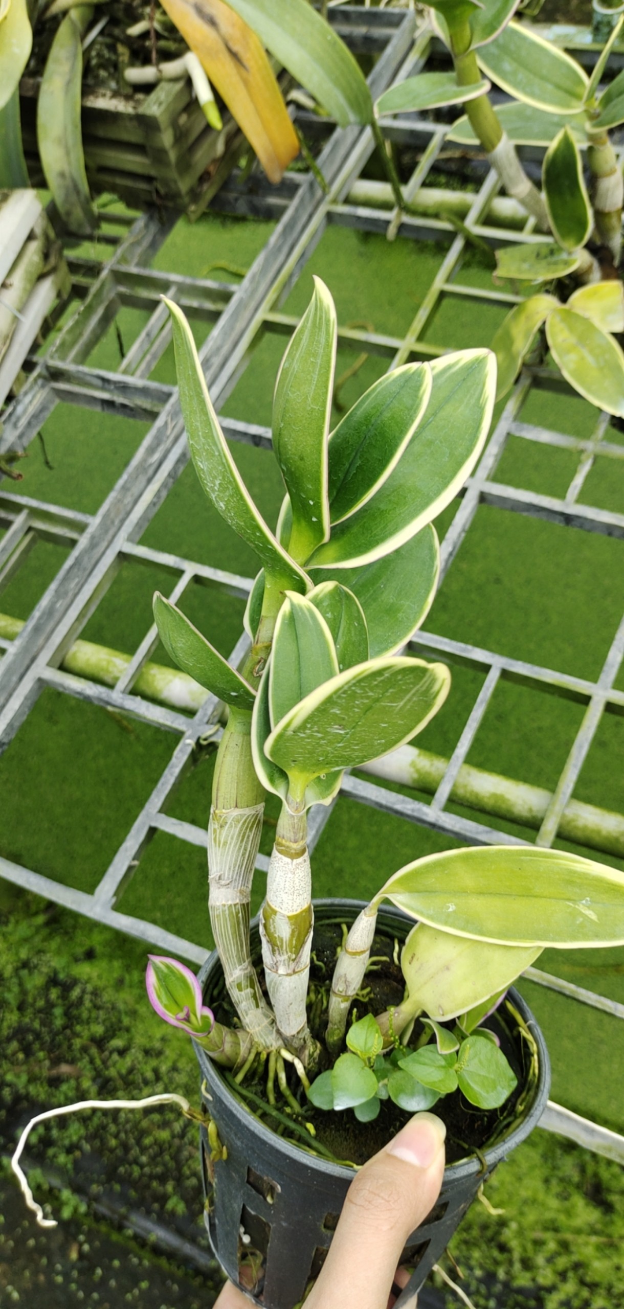 Den chớp Thongchai Gold ( chớp lá_chớp hoa )