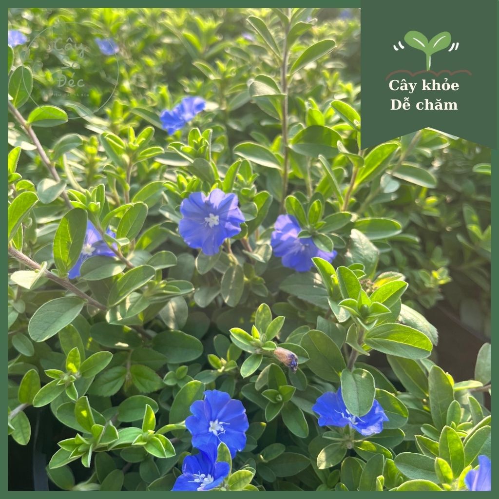 Cây thanh tú , cây cảnh trồng trang trí sân vườn nở hoa quanh năm dễ trồng, Colorland Garden