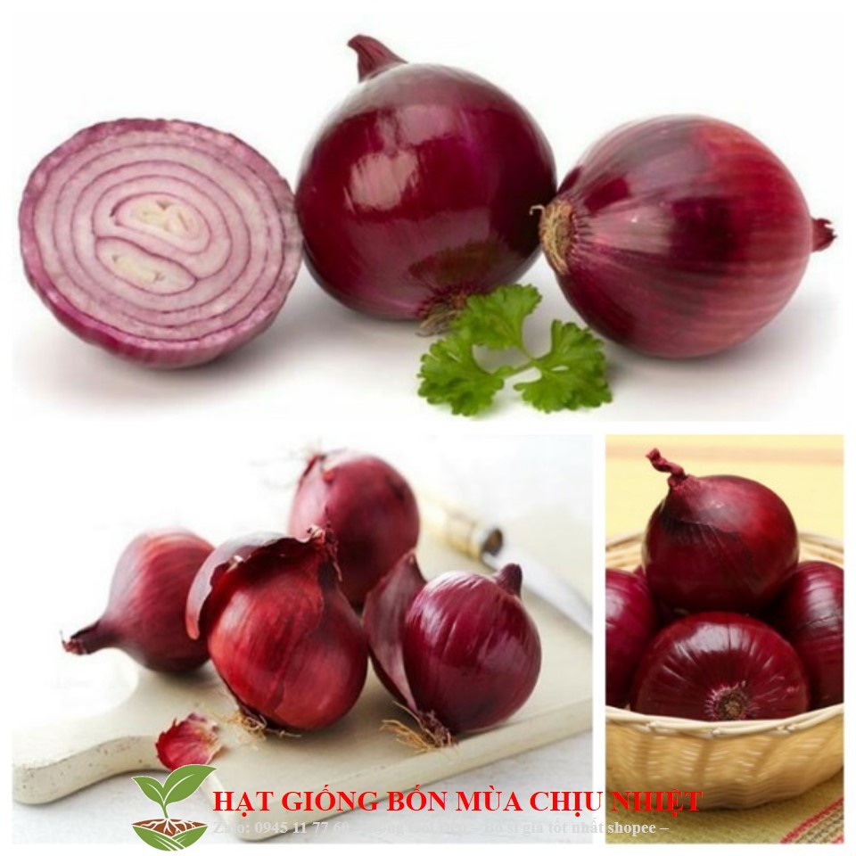 35D Gói 50 hạt giồng hành tây tím