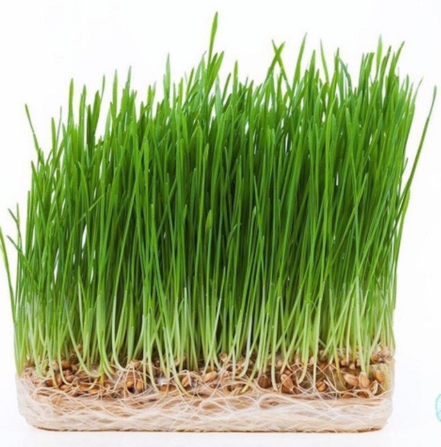 Combo đất + hạt giống trồng cỏ mèo cho thú cưng