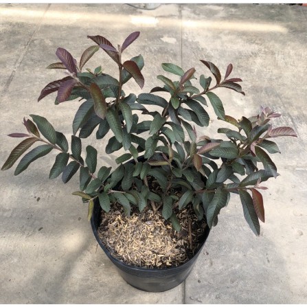 Cây giống Cây ổi rí tím (cao cỡ 60cm) - UtNho