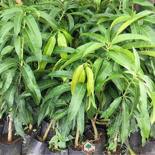 CÂY GIỐNG XOÀI ÚC QUẢ TO