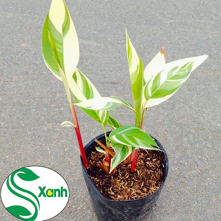 Cây Chuối Kiểng Cẩm Thạch