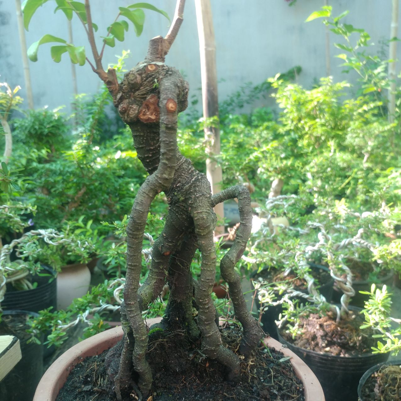 phôi Khế nhật dáng quái