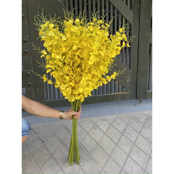 Hoa Lan Vũ Nữ 8 Nhánh, Lan Vũ Nữ Giả HL048