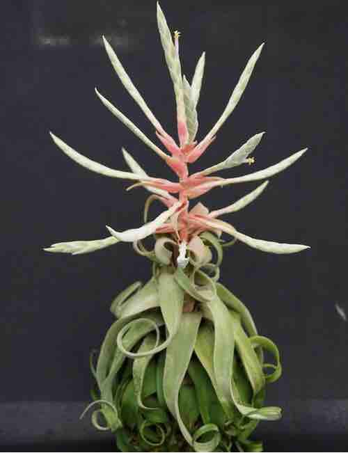Cây không khí streptophylla