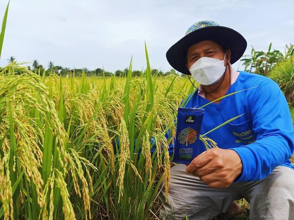 1 gói phân bón hữu cơ 4 tree