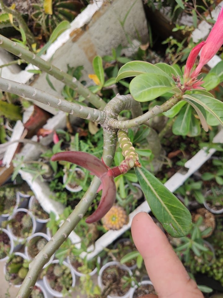 [HCM]Hạt sứ lai 05 hạt/gói (somalen acada kép boukld)