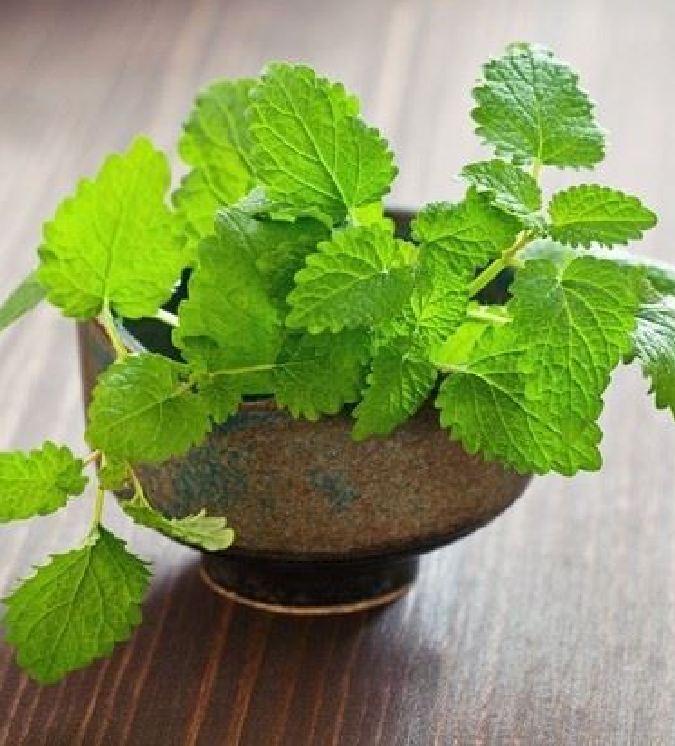 Hạt giống cây Bạc Hà Âu - gói 100 hạt