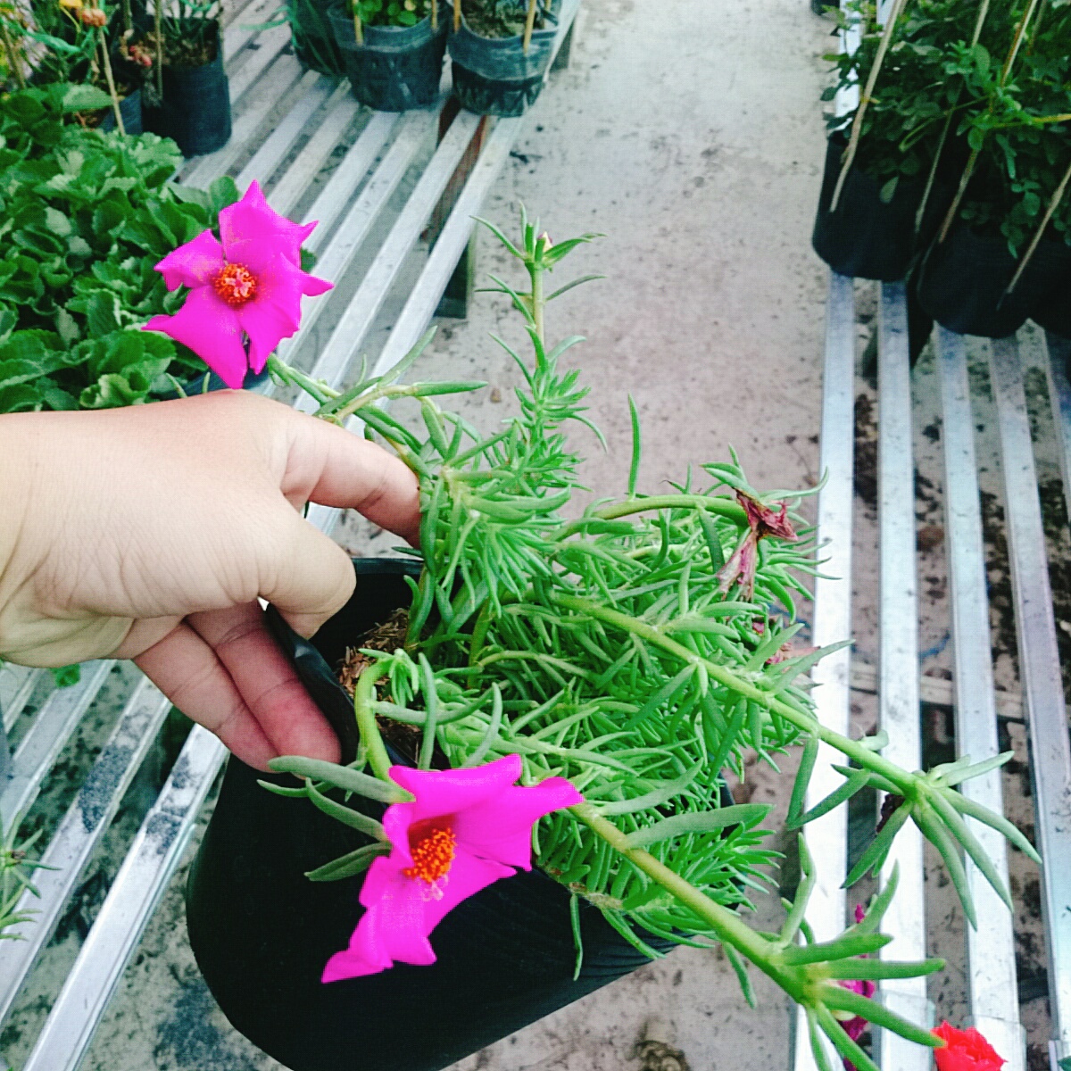 Cây Hoa Mười Giờ Mỹ - cây cảnh sân vườn