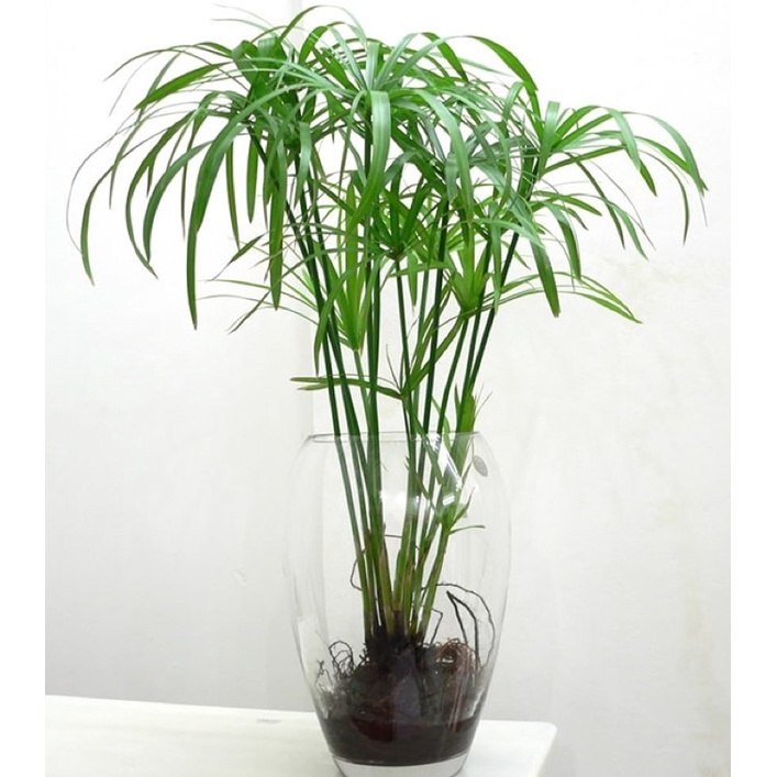Cây thuỷ trúc trồng thuỷ sinh được