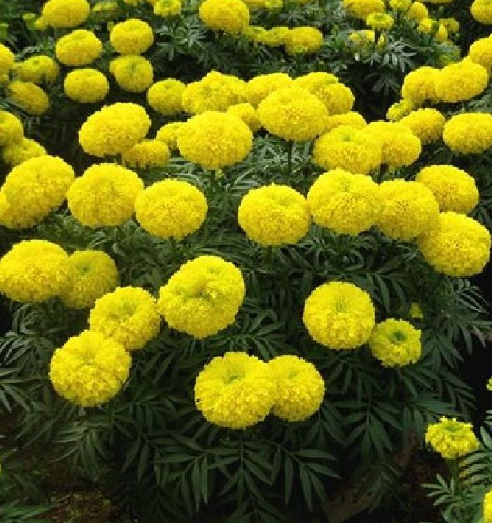 Set of 2 Packages of Marigold Seeds (1 Package of American Marigold + 1 Package of French Marigold) - Vtnt1