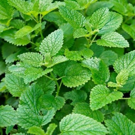 Hạt giống Bạc hà chanh (rau bạc hà Lemon Balm)