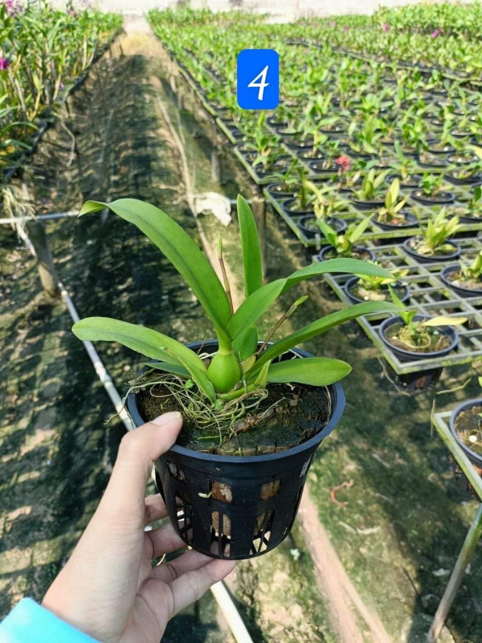 HOA LAN VŨ NỮ LAVA ĐỎ