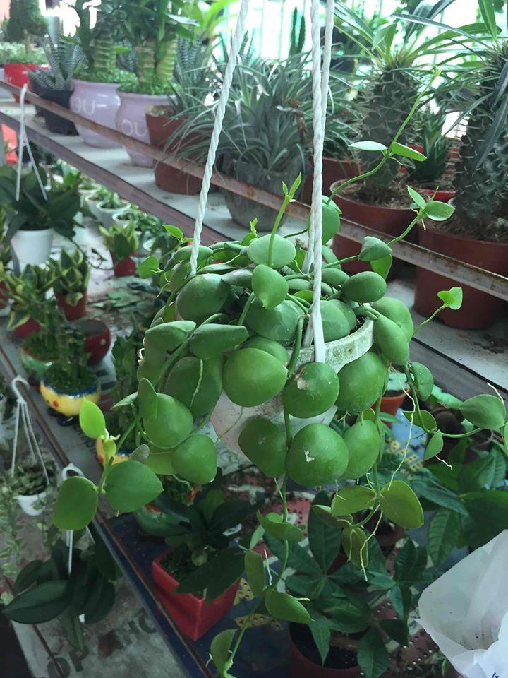 Cây Lan Sò - Hoa Lan Chậu Treo