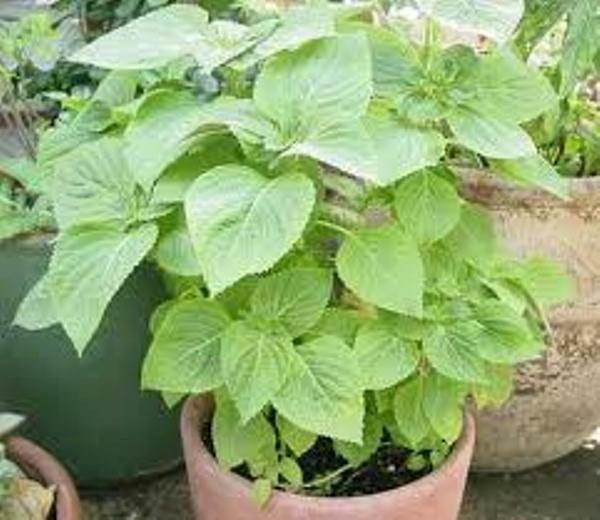 Hạt giống Lá Mè ăn kèm Thịt nướng