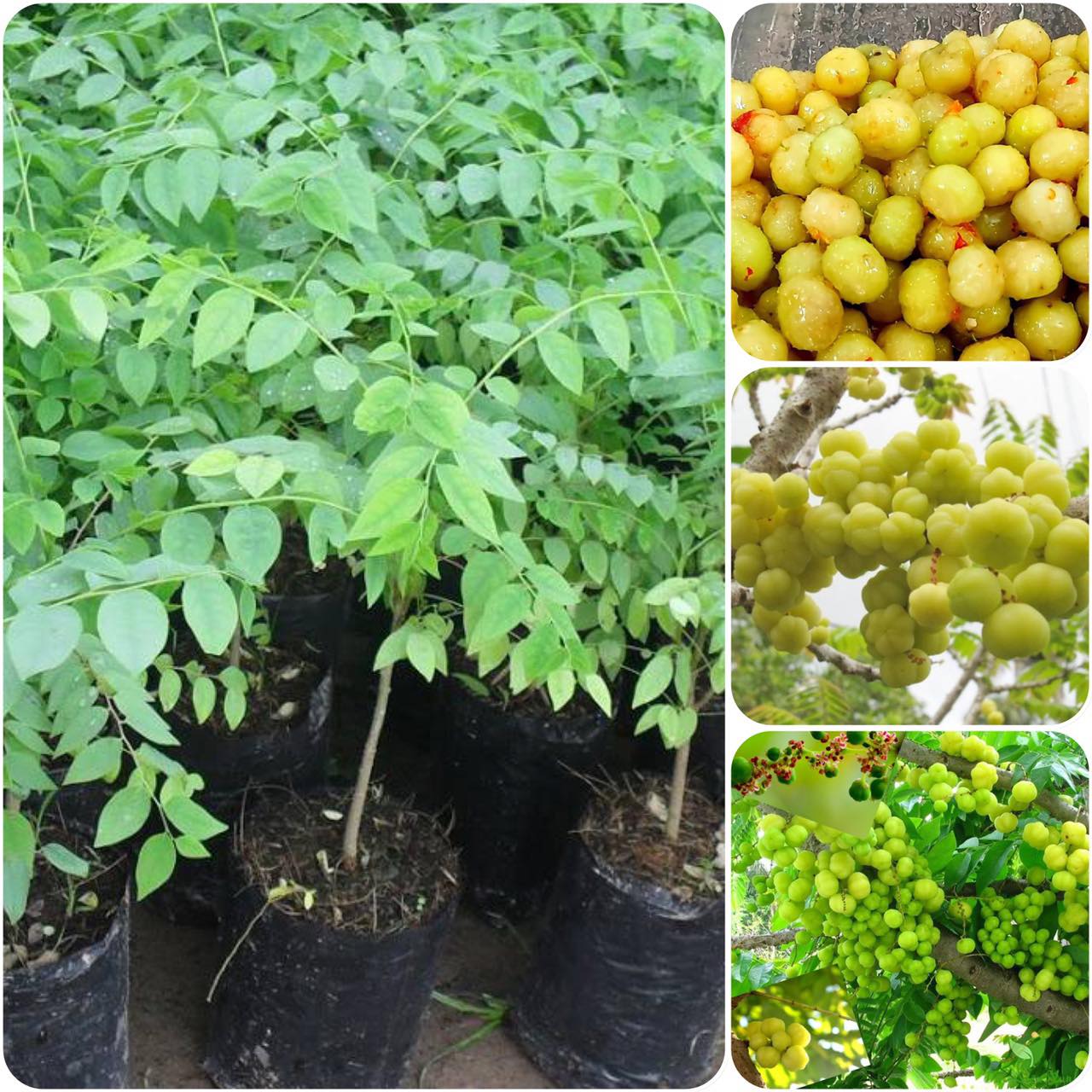 Cây giống Chùm Ruột Chua siêu Trái ( Cây khỏe , bầu sơ dừa như hình).