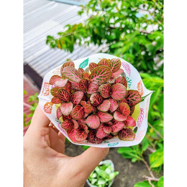 Cây cẩm nhung , cỏ may mắn màu đỏ