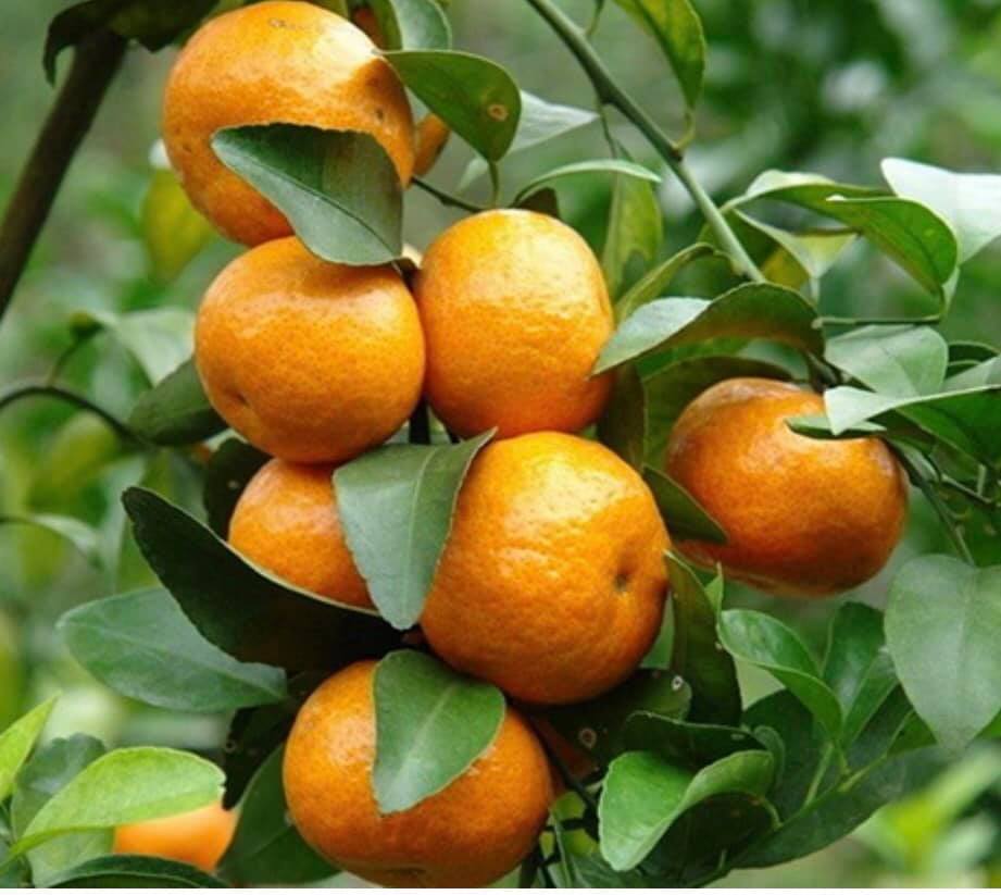 GIỐNG QUÝT NGỌT THÁI LAN KHÔNG HẠT( quýt đường Thái Lan)