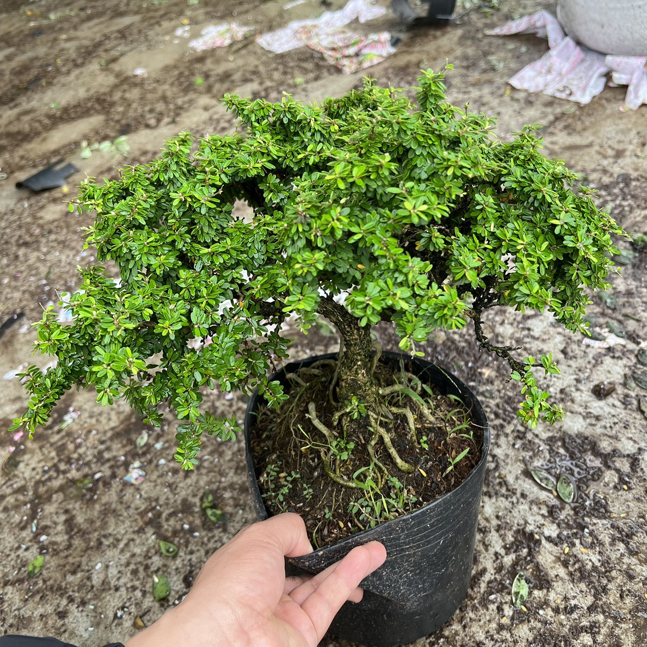 Cây linh sam hạt gạo bonsai (ảnh thật)