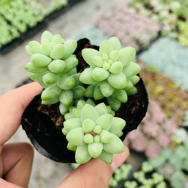 SEN ĐÁ CHUỖI NGỌC BI SIZE BÉ SIÊU ĐẸP LỖI 1 ĐỔI 1