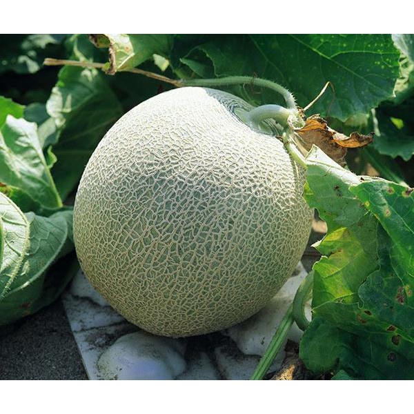 HẠT GIỐNG DƯA LƯỚI PHÚ NÔNG