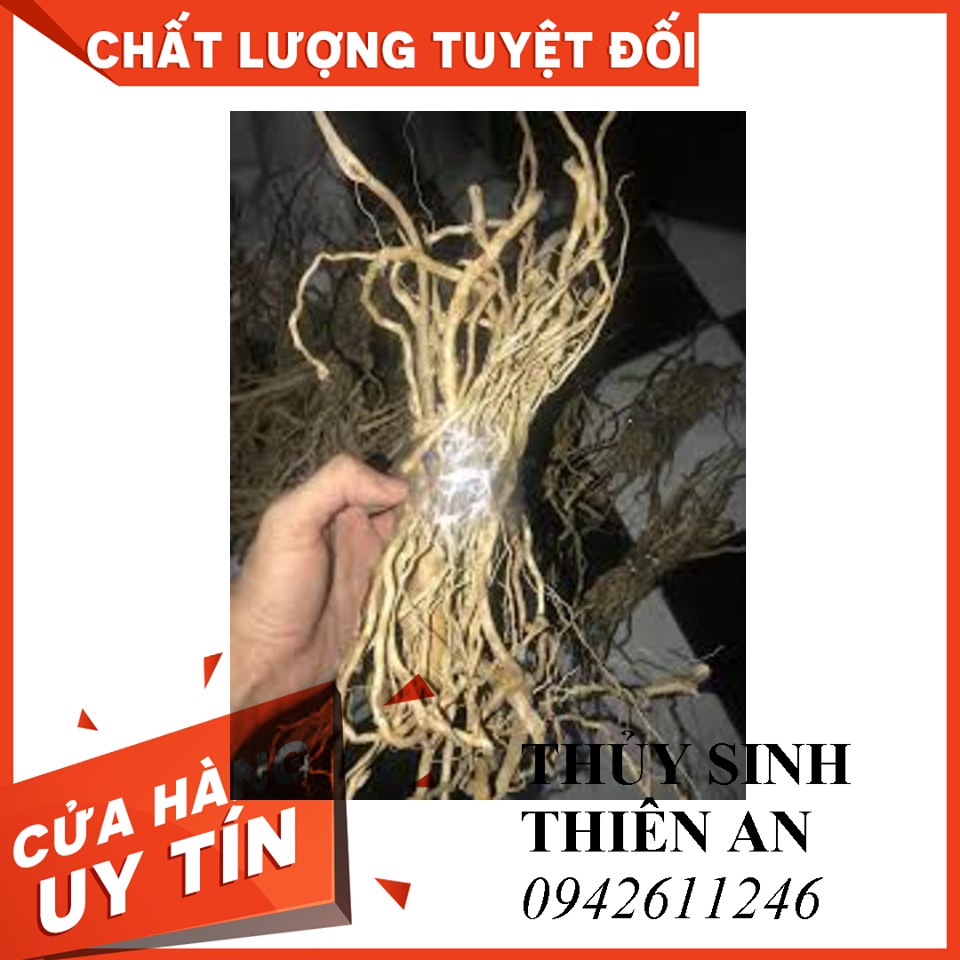 Rễ rừng tạo cảnh thủy sinh (100gr)