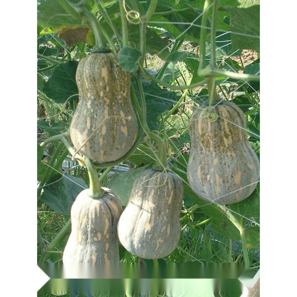 MA154 GÓI 10 HẠT GIỐNG BÍ ĐỎ HỒ LÔ