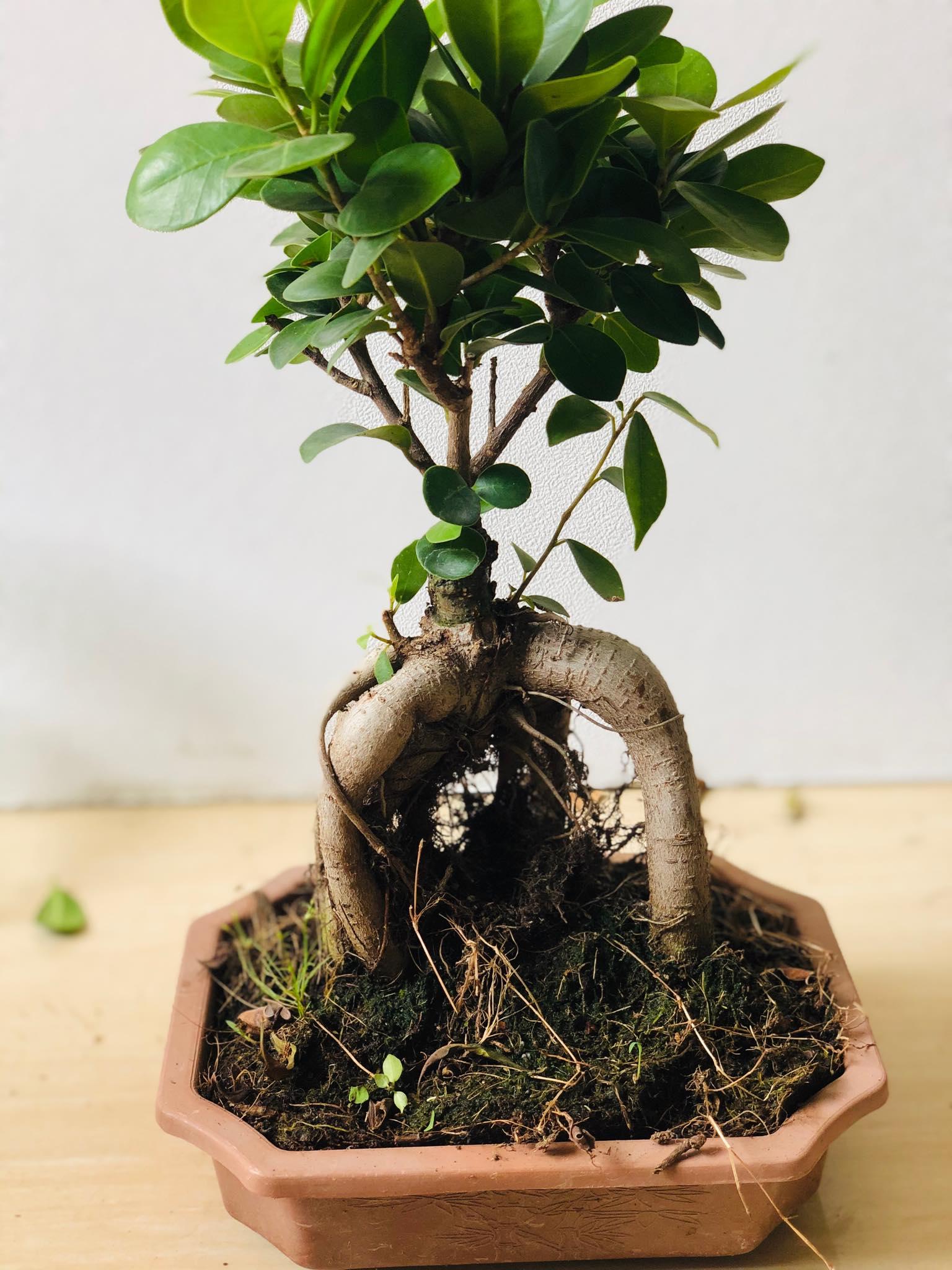Cây bonsai si nhật 2