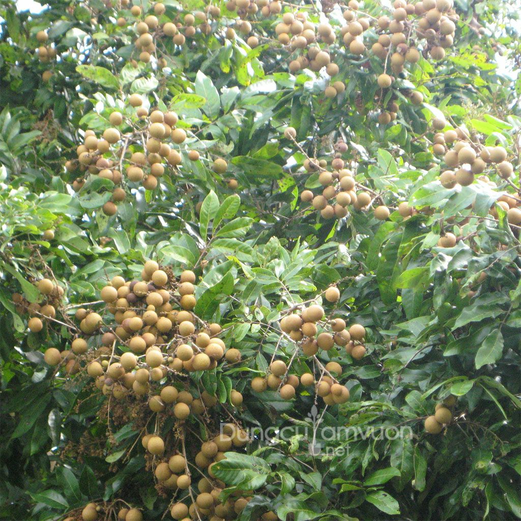 cây giống nhãn hương chi cho trái sớm