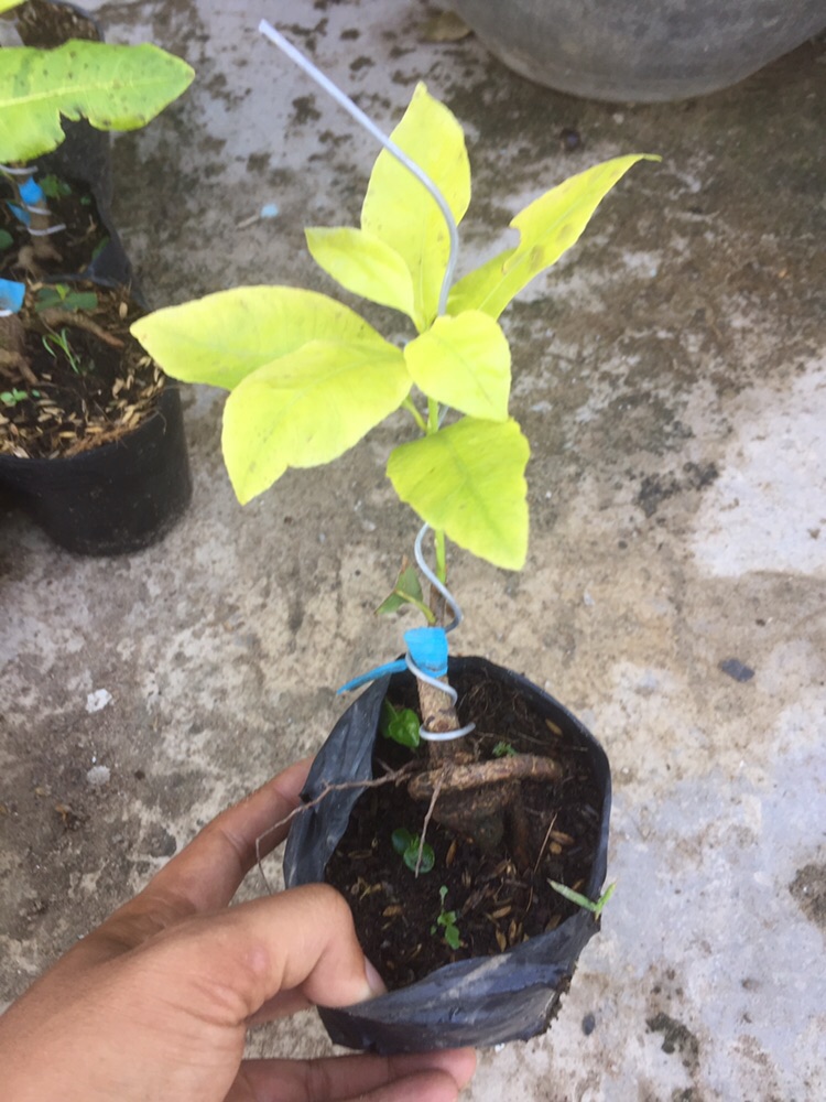 Mai Lá ngọc cành vàng mini