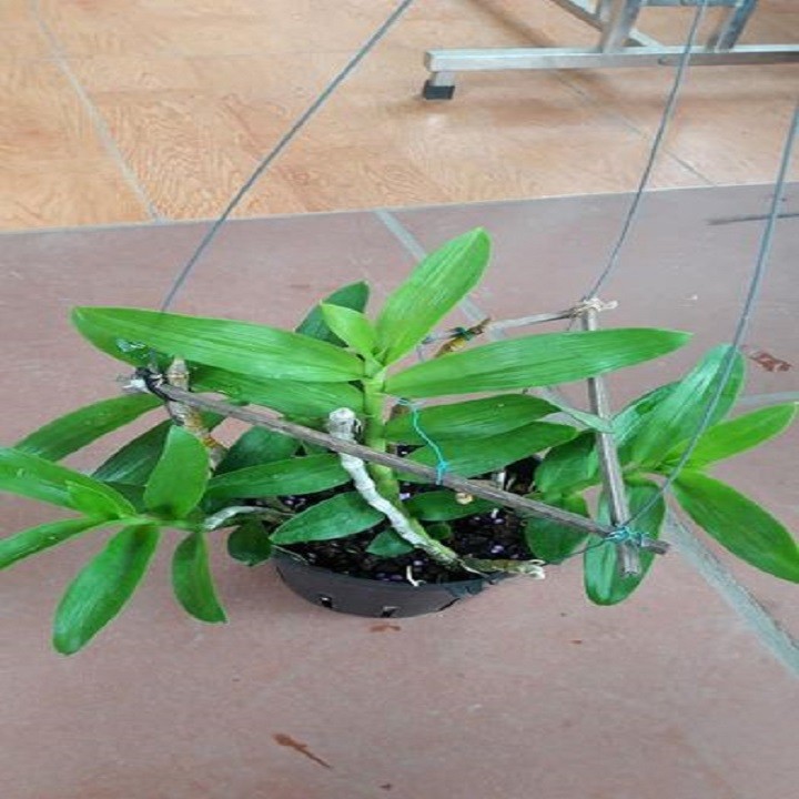 Hoa lan trầm tím thái lan ( cao 25cm, cây to đẹp, chất lượng)