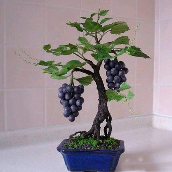 Dwarf grape seeds - Sale Off