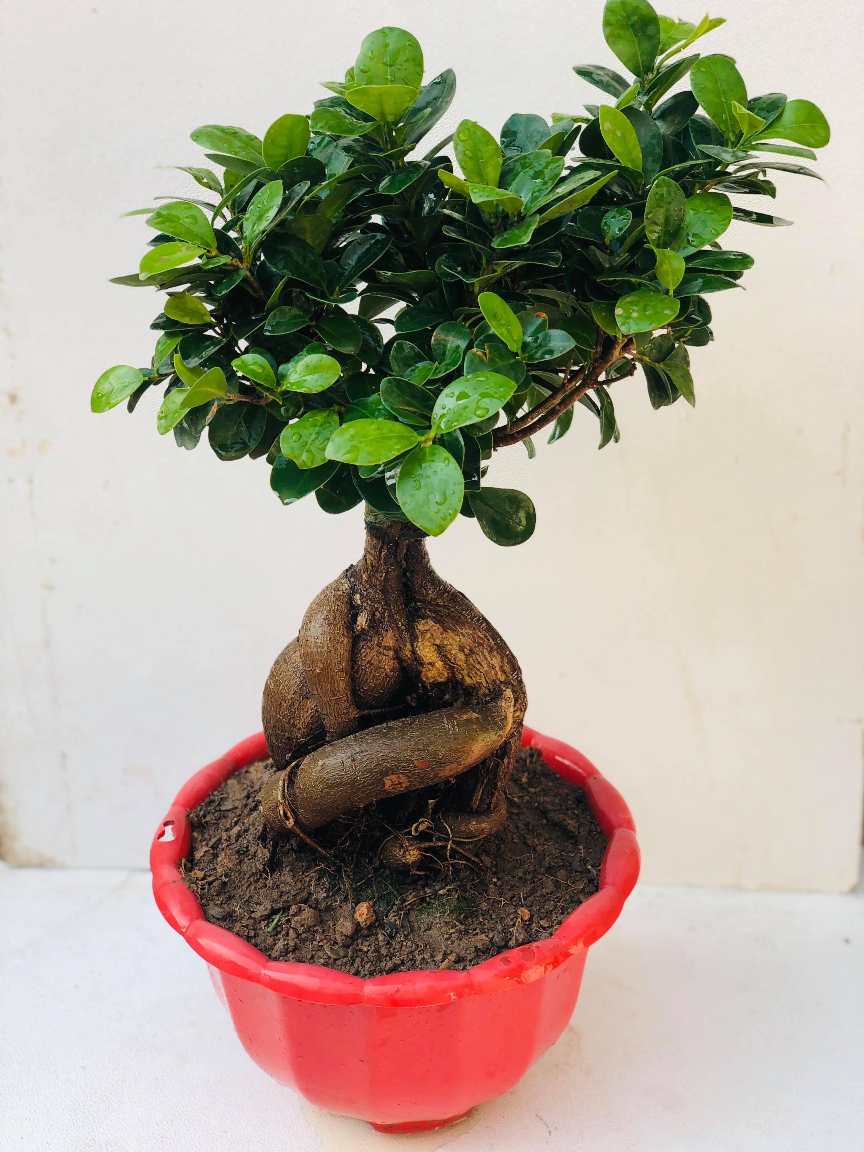 Cây bonsai si nhật