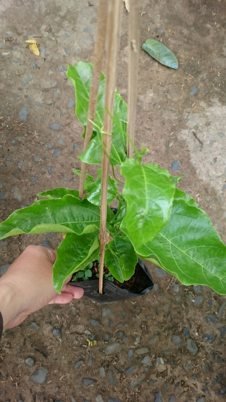 Chanh dây tím ( chanh leo )