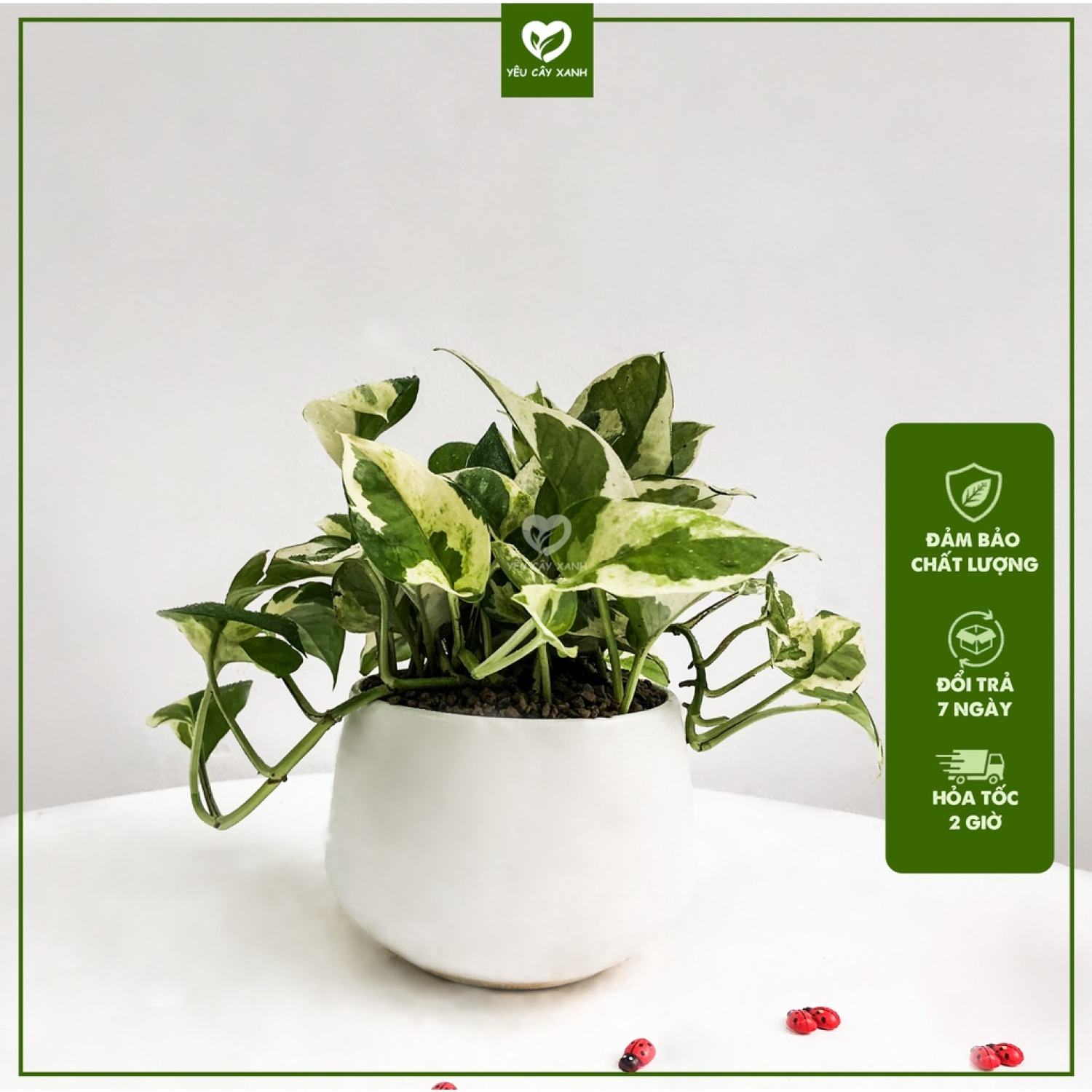 Cây Trầu Bà Cẩm Thạch để bàn - Cây Trầu Bà Sữa dễ chăm sóc