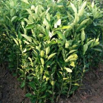 Cây Giống Bưởi Đường Chín Sớm