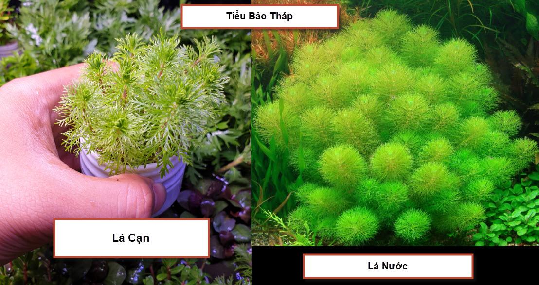 Cây Thủy Sinh: Tiểu Bảo Tháp