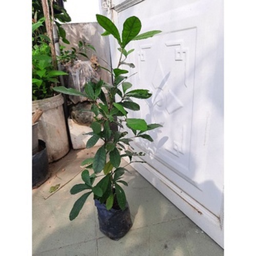 Cây thần kỳ - Cây giống cao khoảng 50-60cm